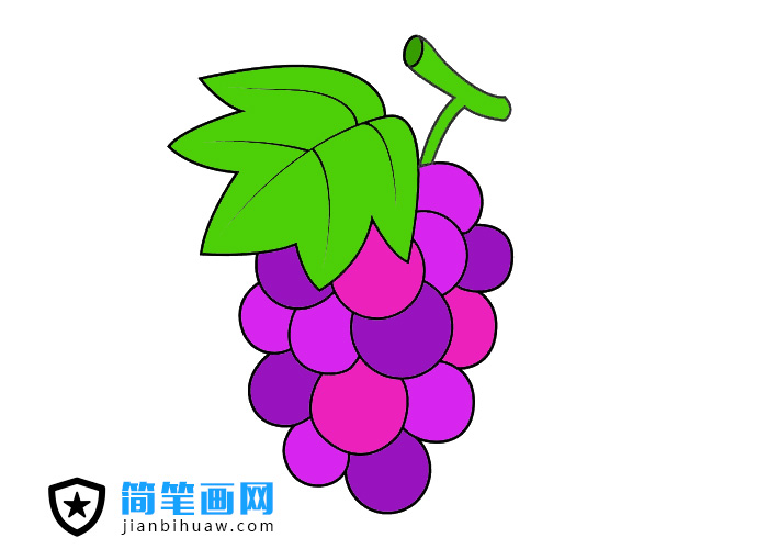 紫色葡萄��P���D片含上色